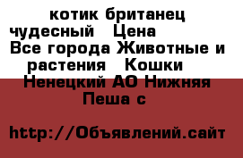 котик британец чудесный › Цена ­ 12 000 - Все города Животные и растения » Кошки   . Ненецкий АО,Нижняя Пеша с.